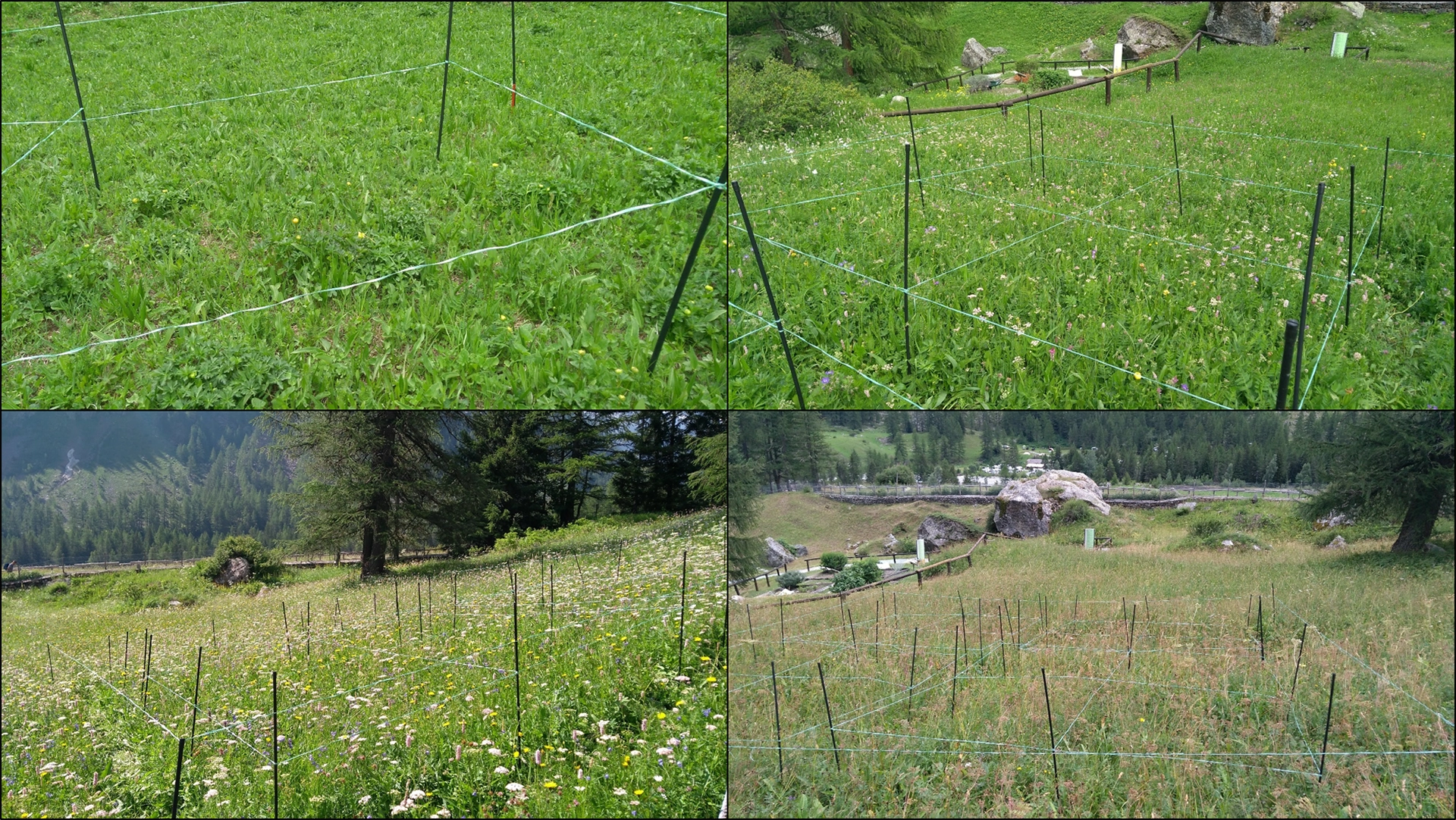 The phenology of medium mountain prairiesIn 2018, a phenological observation station was set up in Paradisia to monitor the response of mountain hay meadows to climate stress over time. Observations are carried out on 8 different typical mountain meadow species, noting the different dates when species enter a particular phenological phase. For scientific rigour, these observations are repeated on 16 different squares (in the photos, the grid prepared for observations).